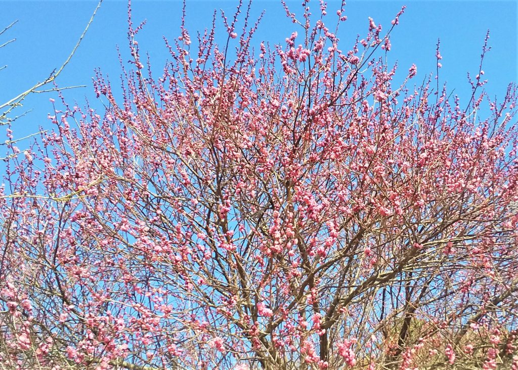 紅梅が咲き始めました 新着情報 鹿児島ふれあいスポーツランド